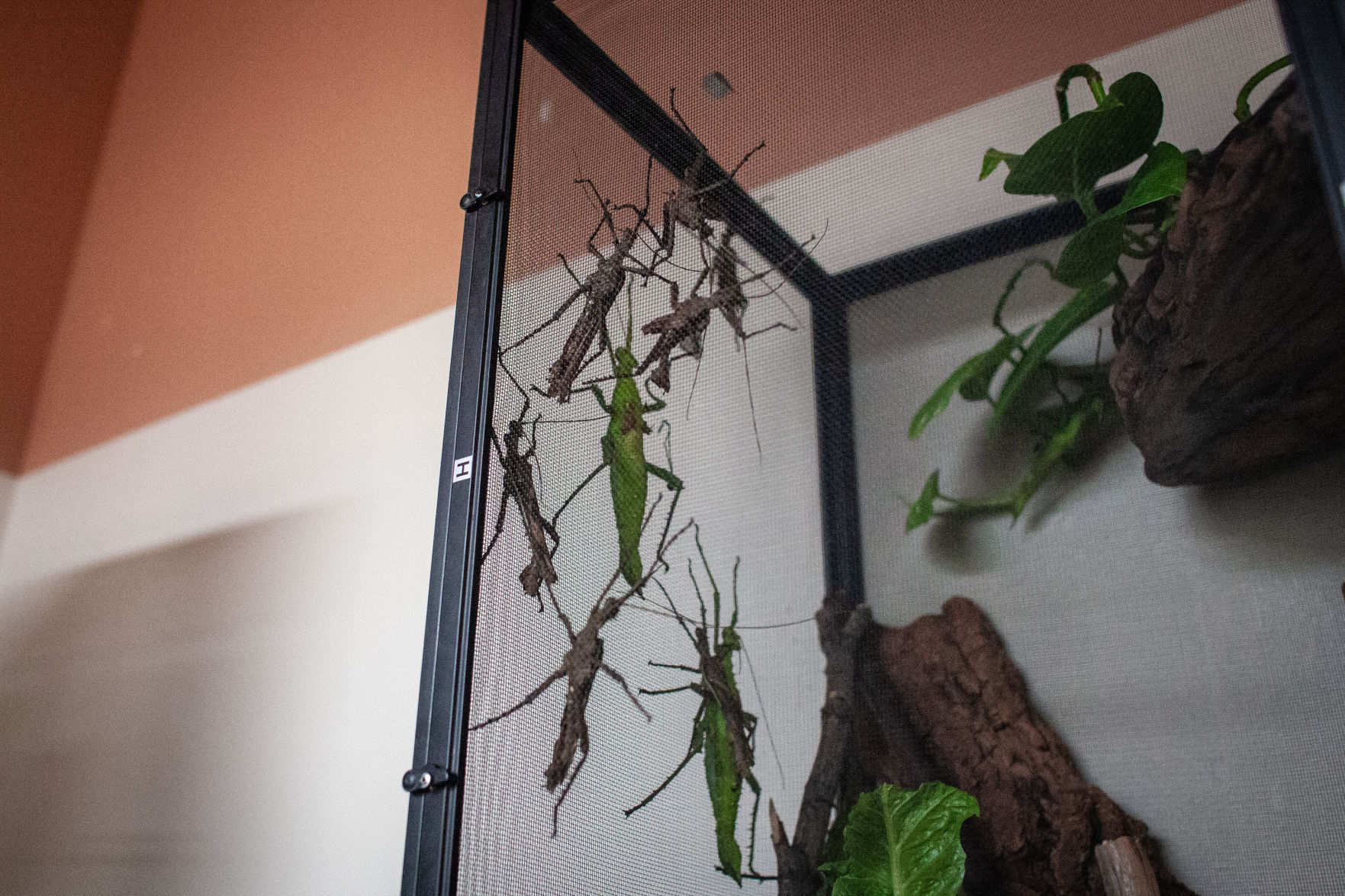 Bugs02_Diggins.jpg